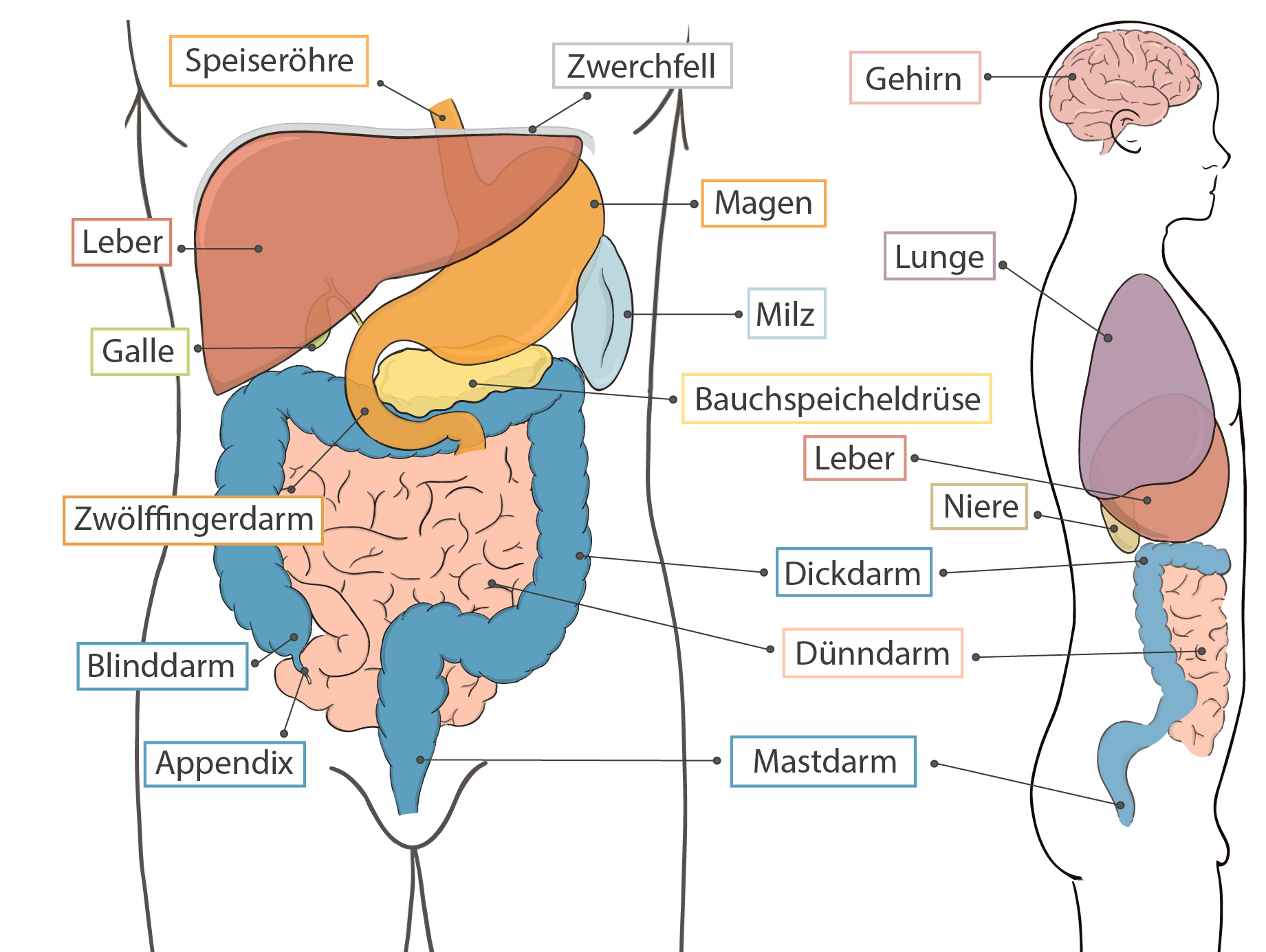 Organe Bauch Links Unten Organe Im Linken Bauchbereich LTEOR