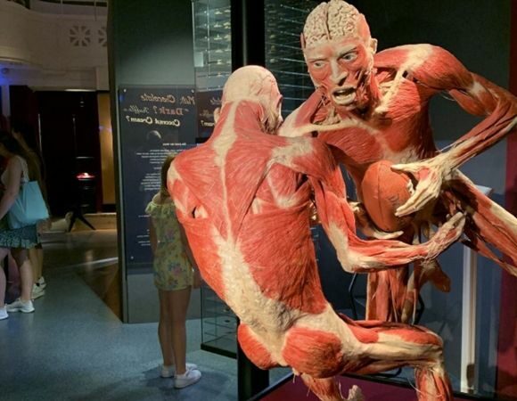 Anatomie des Glücks – KÖRPERWELTEN Museum in Heidelberg jetzt mit neuen Plastinaten