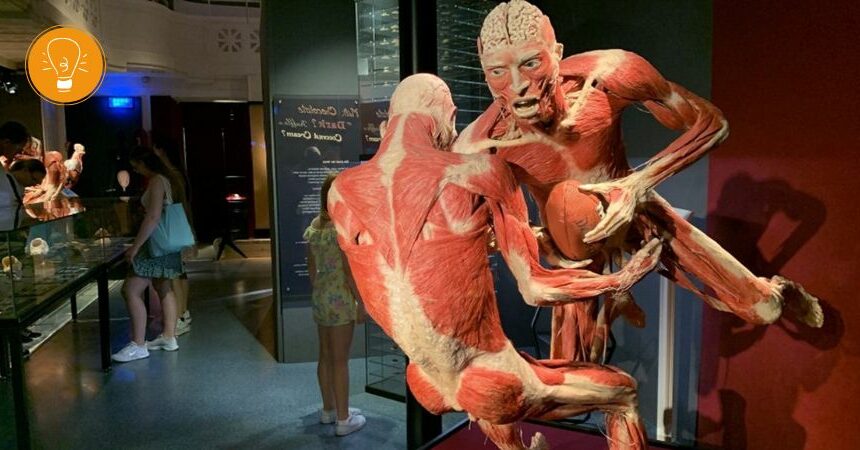 Anatomie des Glücks – KÖRPERWELTEN Museum in Heidelberg jetzt mit neuen Plastinaten