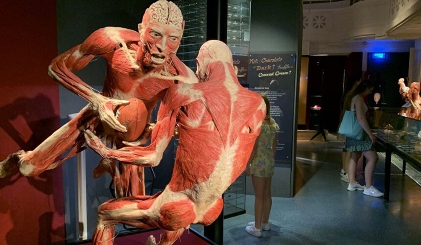 Anatomie des Glücks – KÖRPERWELTEN Museum in Heidelberg jetzt mit neuen Plastinaten