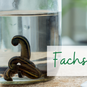 Aschaffenburg – Fachseminar Blutegeltherapie Aschaffenburg – Fachseminar Blutegeltherapie