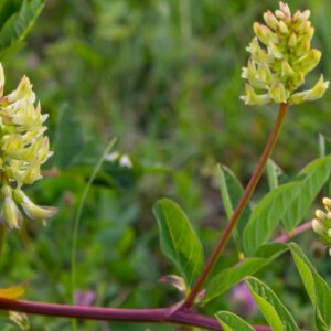 Astragalus (Tragant)  – Stärkungsmittel in der chinesischen Medizin