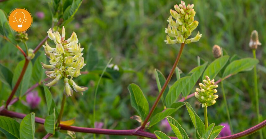 Astragalus (Tragant)  – Stärkungsmittel in der chinesischen Medizin