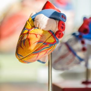 Checkup Anatomie: Das Herz, der Taktgeber des Lebens