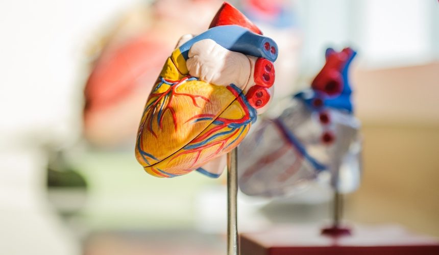Checkup Anatomie: Das Herz, der Taktgeber des Lebens