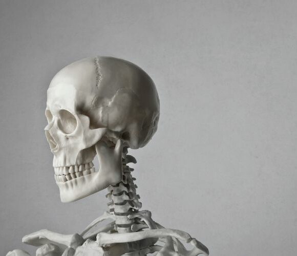 Das Skelett – Besonderheiten, Aufgaben und Erkrankung