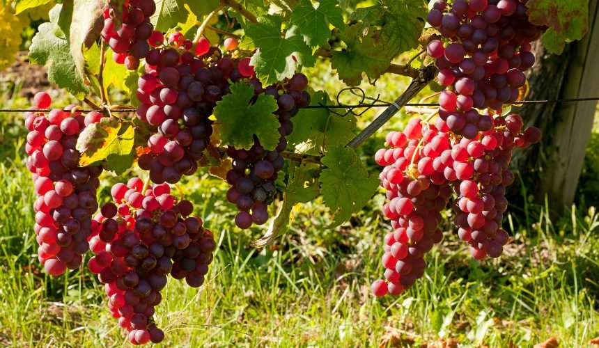 Der Kompressionsstrumpf von innen: Die Weinrebe – Heilpflanze des Jahres 2023
