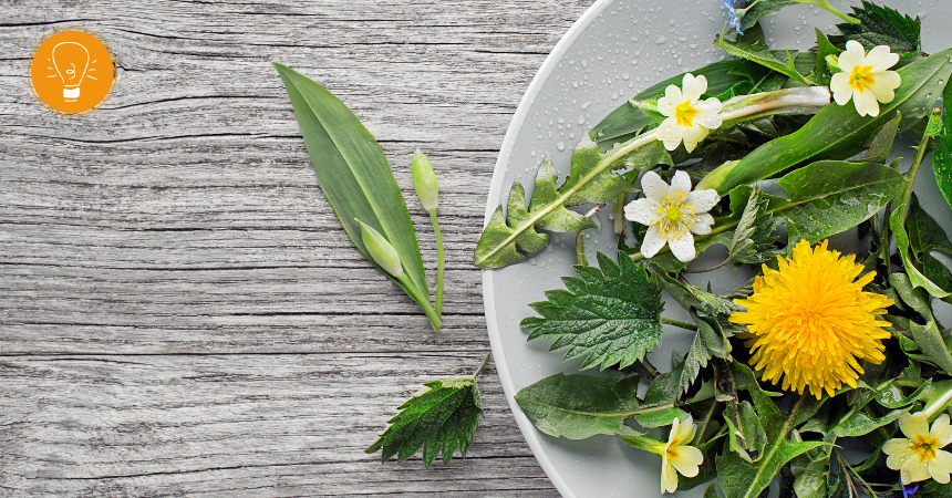 Detox mit Wildkräutern – frische Kraft aus der Natur im Frühling