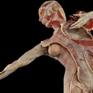 FR:EIA – Faszien-Plastinat: Eine anatomische Weltneuheit im Berliner KÖRPERWELTEN Museum