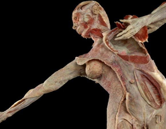 FR:EIA – Faszien-Plastinat: Eine anatomische Weltneuheit im Berliner KÖRPERWELTEN Museum