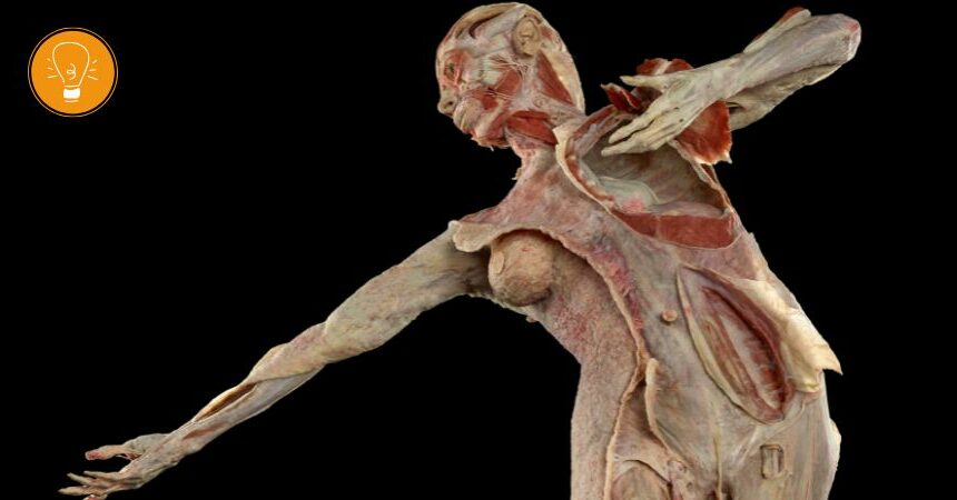 FR:EIA – Faszien-Plastinat: Eine anatomische Weltneuheit im Berliner KÖRPERWELTEN Museum