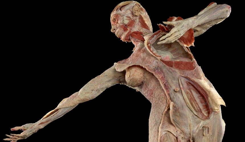 FR:EIA – Faszien-Plastinat: Eine anatomische Weltneuheit im Berliner KÖRPERWELTEN Museum