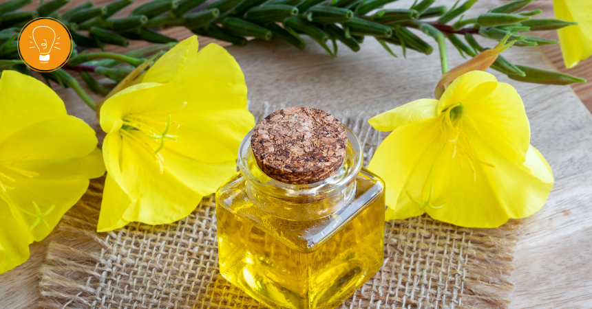 Gemeine Nachtkerze – Heilpflanze des Jahres 2026 Gemeine Nachtkerze – Heilpflanze des Jahres 2026