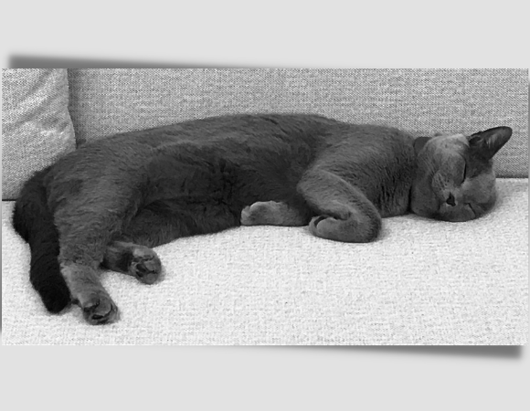 Haustiere im Büro – unser Kollege, Kater Findus