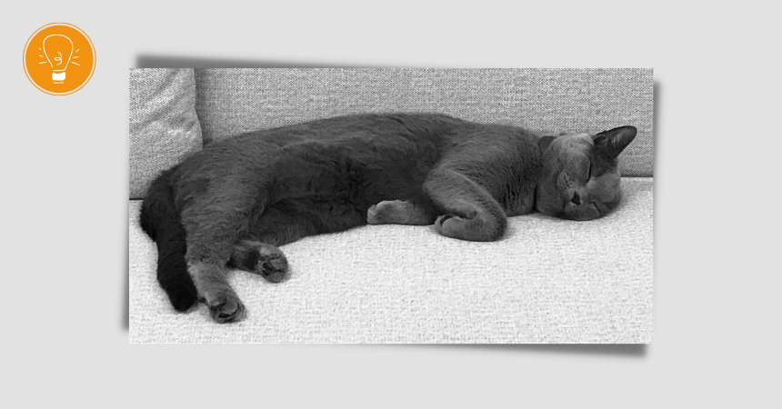 Haustiere im Büro – unser Kollege, Kater Findus