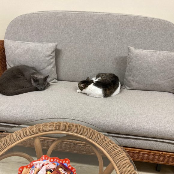 Katzen Luna und Findus auf dem Bürosofa