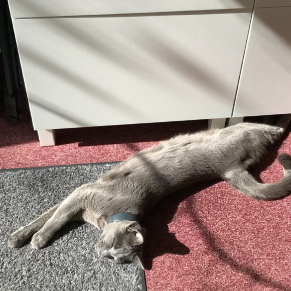 Findus genießt die Sonne - Haustiere im Büro