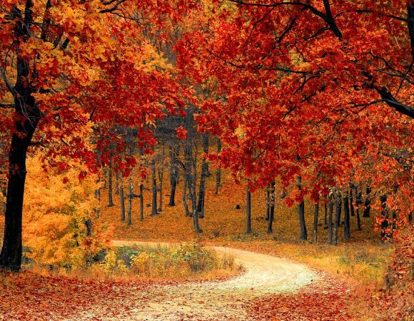 Leben mit den Jahreszeiten ‒ Herbst
