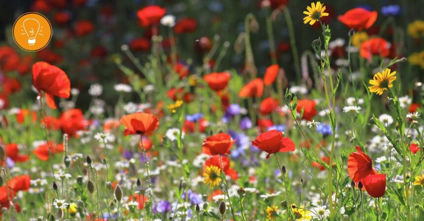 Leben mit den Jahreszeiten – Sommer