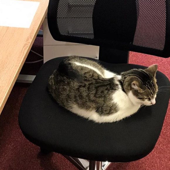 Luna auf dem Bürostuhl - Haustiere im Büro