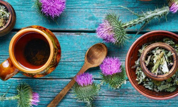Mariendistel – ein Segen für die Leber Mariendistel – ein Segen für die Leber