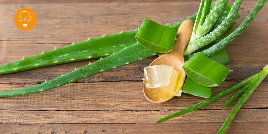 aloe vera fortpflanzen Aloe vera - Aloe vera main image 0