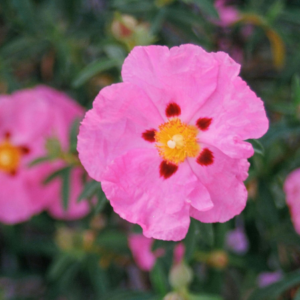 Zistrose ‒ die Femme fatale für Viren