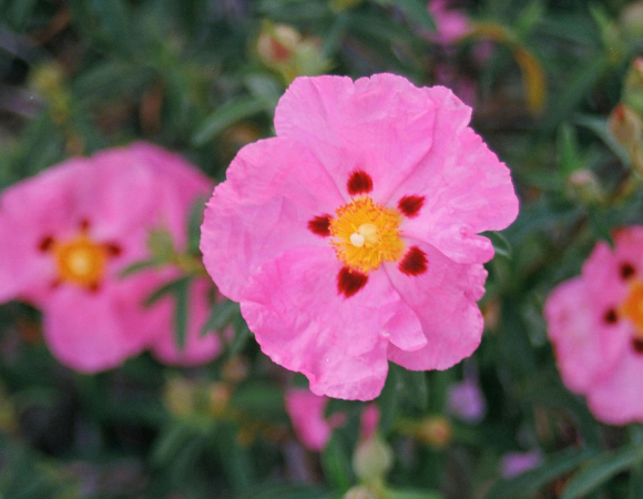 Zistrose ‒ die Femme fatale für Viren Zistrose ‒ die Femme fatale für Viren