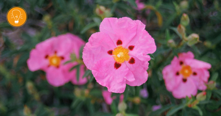 Zistrose ‒ die Femme fatale für Viren Zistrose ‒ die Femme fatale für Viren